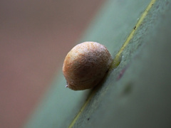 Eriococcus
