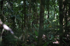 Thylogale stigmatica