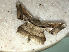 Krananda latimarginaria