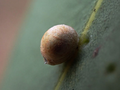 Eriococcus