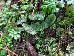 Conocephalum conicum