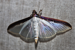 Cydalima