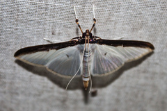 Cydalima