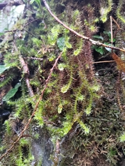 Pseudospiridentopsis horrida