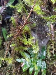 Pseudospiridentopsis horrida