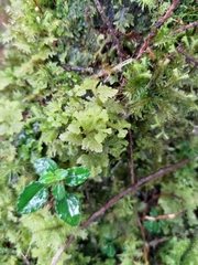 Trichocolea tomentella