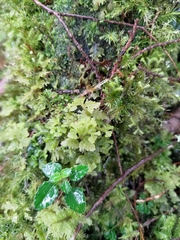 Trichocolea tomentella