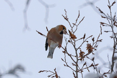 Coccothraustes coccothraustes