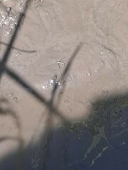 Aquarius paludum paludum