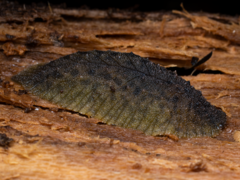 Pseudaneitea