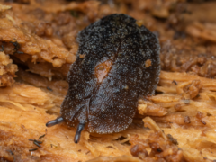 Pseudaneitea