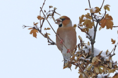 Coccothraustes coccothraustes