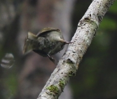 Meliphaga notata