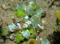 Ancylomenes magnificus