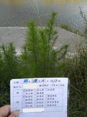 Artemisia capillaris