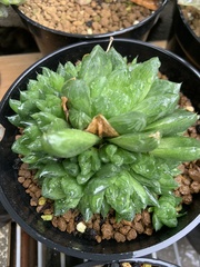 Haworthia cooperi