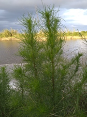 Artemisia capillaris