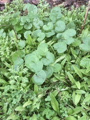 Centella asiatica