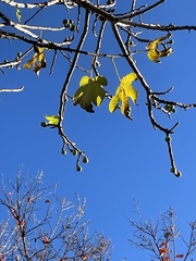Ficus carica