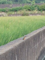 Alcedo atthis bengalensis