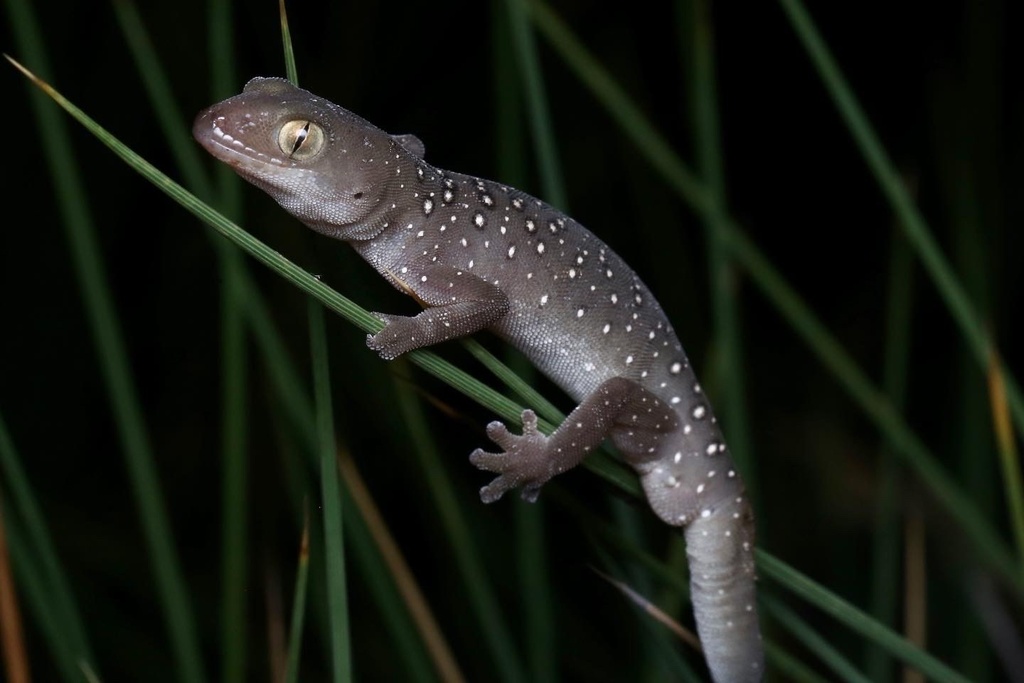 Jewelled Gecko