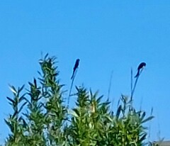 Dicrurus macrocercus