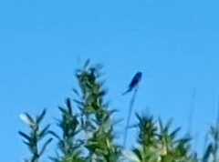 Dicrurus macrocercus