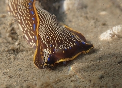 Navanax inermis