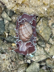 Hydatina physis