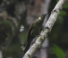 Meliphaga notata