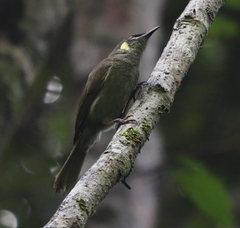 Meliphaga notata