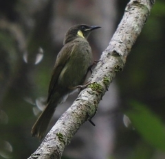 Meliphaga notata