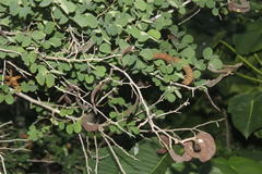 Microlobius foetidus