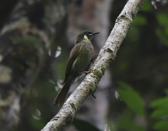 Meliphaga notata