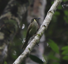 Meliphaga notata