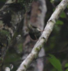 Meliphaga notata