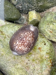 Monetaria caputserpentis