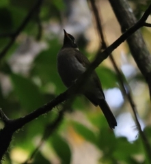 Bolemoreus frenatus