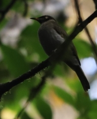 Bolemoreus frenatus