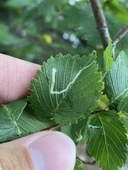 Agromyza aristata