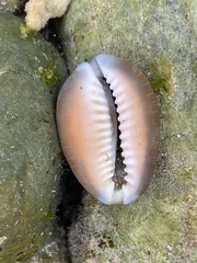 Monetaria caputserpentis