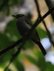 Bolemoreus frenatus