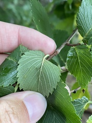 Agromyza aristata
