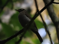 Bolemoreus frenatus