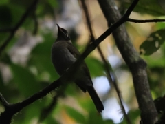 Bolemoreus frenatus