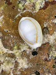 Monetaria annulus
