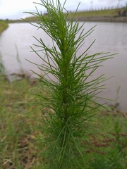 Artemisia capillaris
