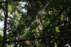 Bolemoreus frenatus