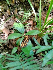Limenitidinae