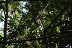 Bolemoreus frenatus